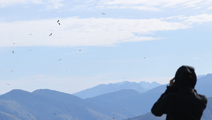 Suivi de la migration au Col d'Organbidexka